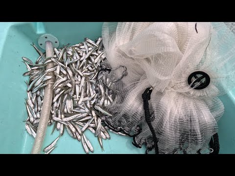 Loading Up On Little Bait - Ft. 3/16" mesh Live Bait Matters Cast Net.