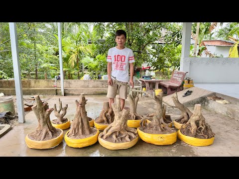 PHÔI MAI VÀNG ngày  21/7/2025 (#0394948460 BÌNH ) @bonsaicantho