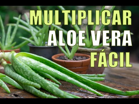MULTIPLICAR ALOE VERA FÁCILMENTE
