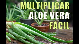 MULTIPLICAR ALOE VERA FÁCILMENTE
