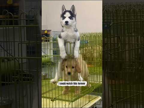 I Could Watch This Forever #dogs #goldenretriever #animals