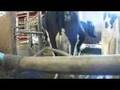 Automated Milking System Concepts