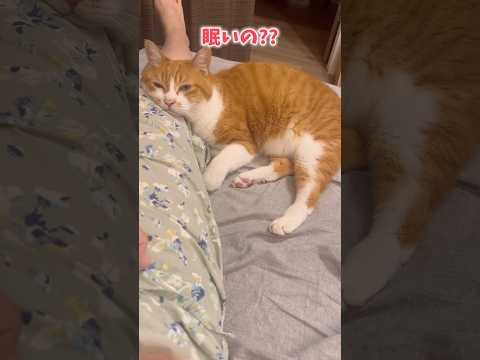猫は香箱座りの気分じゃない。