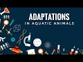 Fish Anatomy and Physiology