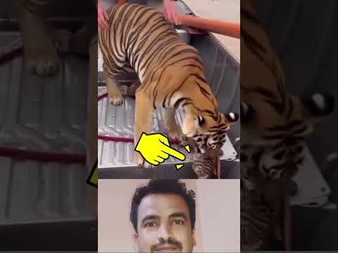 رجل ينقذ نمراً مع ابنه الصغير… درس إنساني لا يُنسى 🐅❤️
