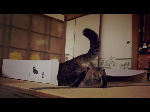 何かいる！踊るにゃんこ大捜査戦　The Cat on an Undercover Mission