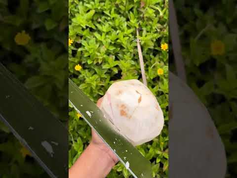 Something Was Wrong With This Coconutโฆ