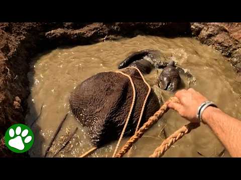 Pulling elephant mama and her calf out of mud pit