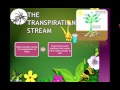 Plant Adaptations and Transpiration Processes