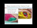 Feline Anatomy and Muscle Functions