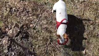 Jack Russell terrier Treisy and Azzuro. 