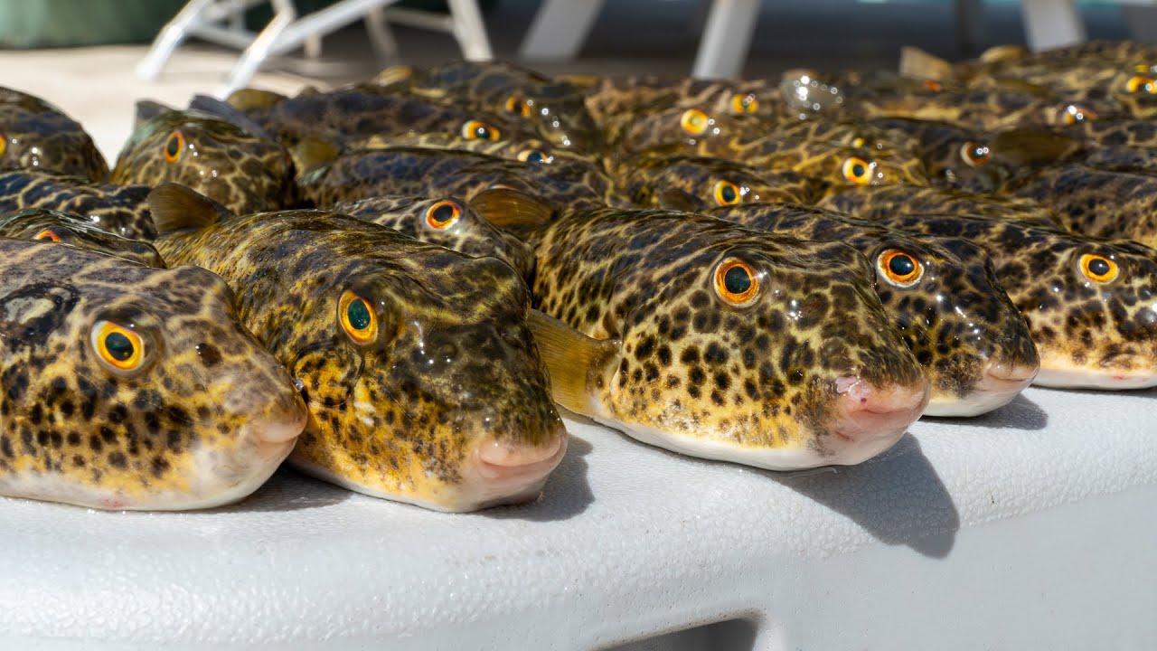 TOXIC Pufferfish. Catch Clean Cook- INCREDIBLE Recipe! (Toadie)