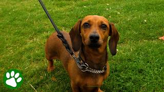 You Won't Believe How Many Dachshunds Showed Up for This Parade