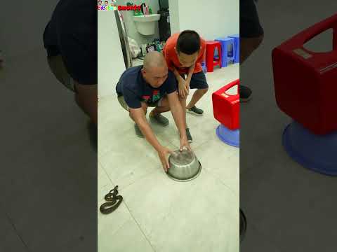 Funny video | Rescue cute cats #shorts #funny