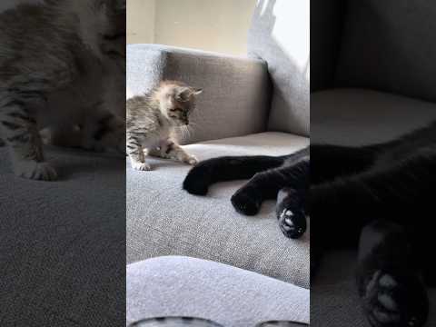 Kids frolicking with mama cat #cats #pets #cat #reels #cute #mother #love #catvideos