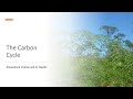 Carbon Cycle and Its Processes