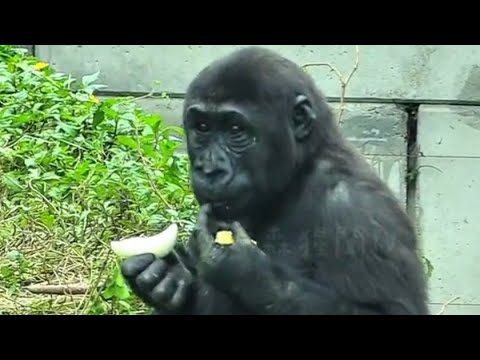 Ringo Falls in Love with Eating Onions!林戈愛上了吃洋蔥！