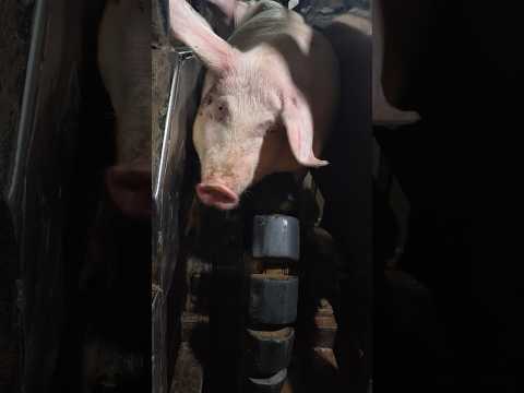 Final Stage Inside a Pig Slaughterhouse: The Last Transfer Process ๐๐ญ๐ฅ