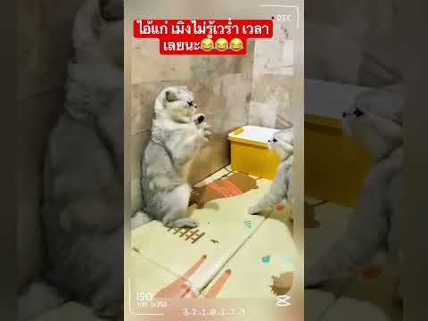 #แมว #แมวป่วน 😂😂 เมิง ไอ้แก่ มองดูลูก อายลูกมั้ย??😂😂🥳🥳