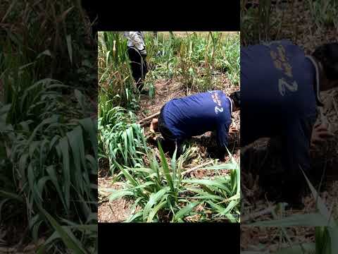 Bắt Cặp Rắn Độc Anh Quay Phim Suýt Bị Nó Cắn