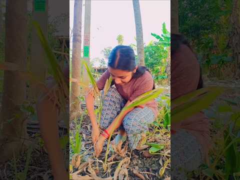 লোকের বাগানে এটা কি চুরি করতে গেলাম?#plants #gardening#gardeningtips