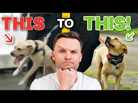 Why Your Dog Freaks Out on Walks — And How to Stop It