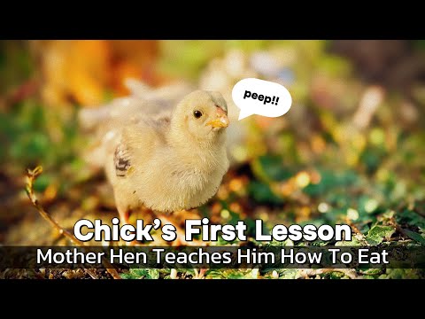 Growing Up On The Form - Chick Learn To Find Food With Mother Hen 🐥 🐓