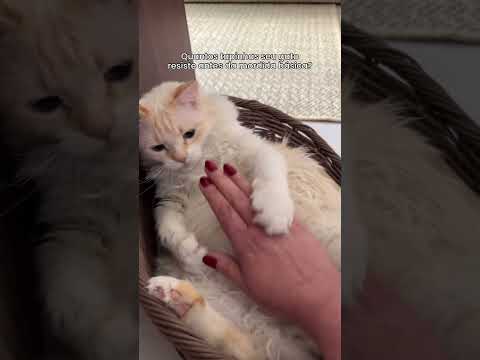 TREND DO TAPINHA #gatosengraçados #cat #gatos
