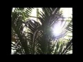 Photosynthesis Concepts and Processes