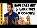 Understanding Cat Coat Colors and Patterns