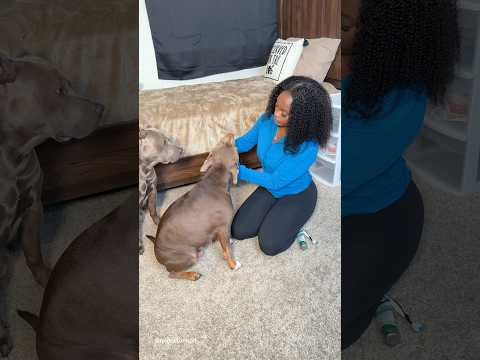 PREGNANT?? 😳 Snoh is experiencing a false pregnancy again! #dogcare #petcare #doglife #puppy