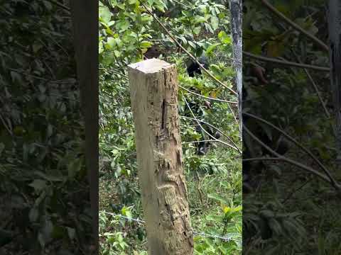 Mi amigo Leury 🤣🤣 tengo 2 niña pequeña 🤣🤣 #sajoma #caballos #vaquero #vaca #toros #potroappalosa