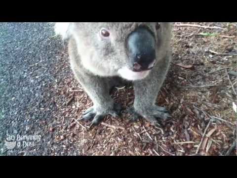 Wild Koala Drinks From Cyclist's Water Bottle