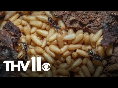 YouTube video thumbnail: Invasive Asian Needle ant With Potentially Fatal Sting Spotted in Arkansas