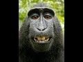 The Monkey's Unique Behavior
