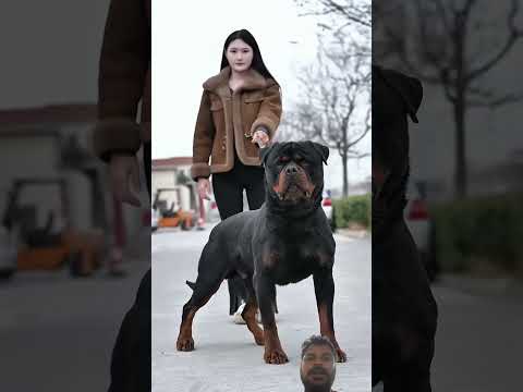 #rottweiler #gameskhelkarpaisekai #pets #ekmotahathighumechala #cute #cutedog #comedy #funny #love