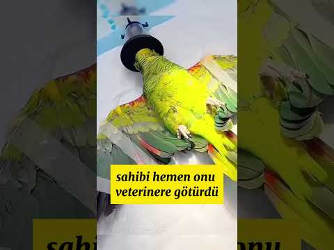 Azimli Papağanın İlham Verici Mücadelesi