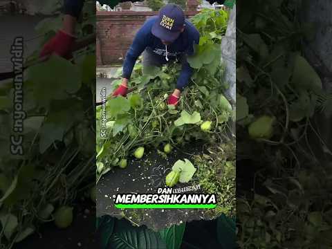 Panen Labu di Tembok Pasar #shorts #buah #panen #bali