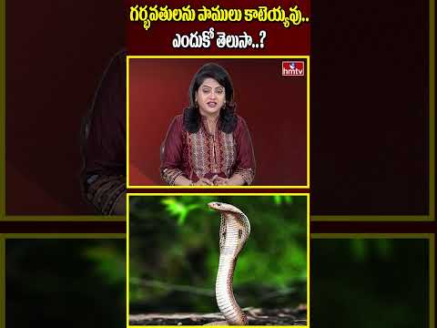 గర్భవతులను పాములు కాటెయ్యవు.. ఎందుకో తెలుసా..? | Snake | hmtv