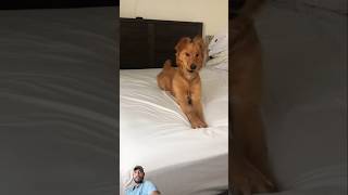 Chill Vibes For Your Dog#relax music#ambient music#chill music#jazz #dog #shorts #trending #funny
