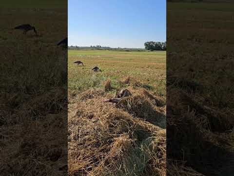 #охота #hunting #полювання #охотанагуся #охотавидео #охота2025 #goosehunting #охотасдуховымманком