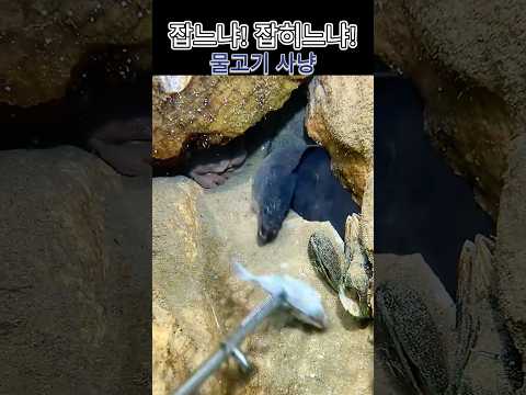 잡느냐!잡히느냐!  물고기 사냥#낚시