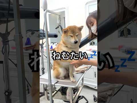 気持ち良くて眠たい柴犬が可愛すぎる💕　#柴犬　#犬　#かわいい犬 #癒し　#かわいい