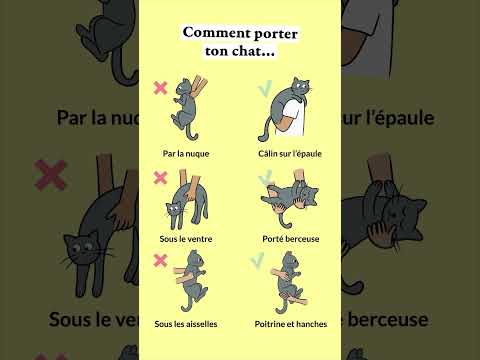 Et toi, tu le portes plutôt comment ? 😺   #chat #caats