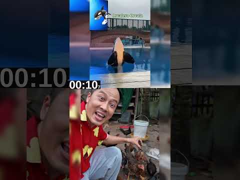Lirili Phiên Bản Không Thối Não #haongchu #ongchu #onggia