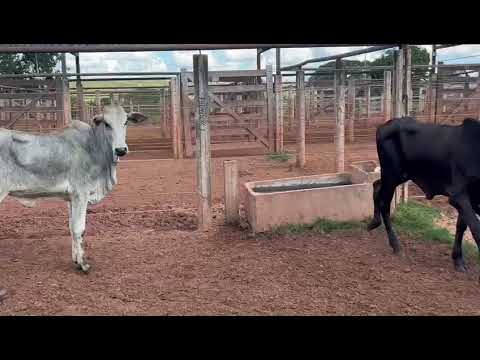 LOTE 34