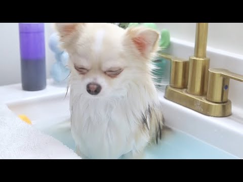 Barley's Spa Day! 🛁 Soaked, bathed, and dried—feeling fresh and fabulous! 🐾✨ FULL VIDEO