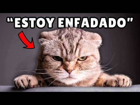 10 SEÑALES claras de que tu gato está ENFADADO contigo ⚠️ (no las ignores)