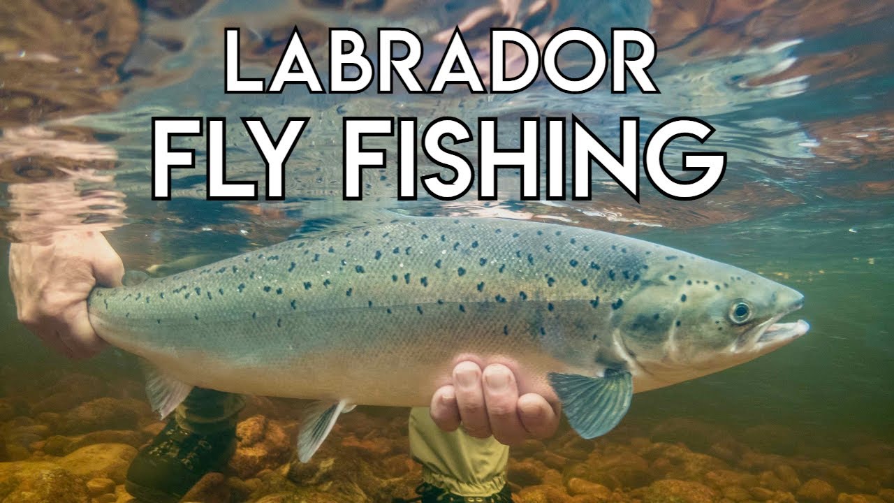 Big River Labrador - Salmon & Brook Trout - The New Fly Fisher