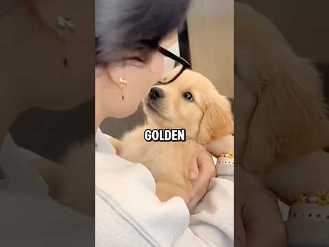 Todo lo que debes saber antes de tener un Golden Retriever #dogs #perros #goldenretriever